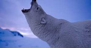 Szenenbild aus dem Film „Operation Arktis – Überleben im ewigen Eis“