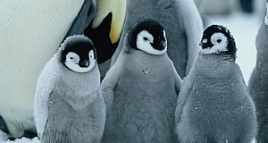 Szenenbild aus dem Film „Die Reise der Pinguine“