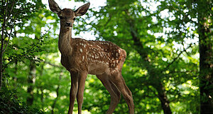 Szenenbild aus dem Film „Bambi - Eine Lebensgeschichte aus dem Walde“