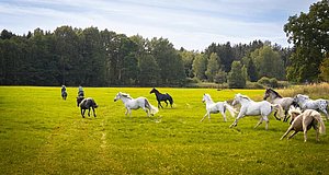 Szenenbild aus dem Film „Ponyherz – Wild und frei“