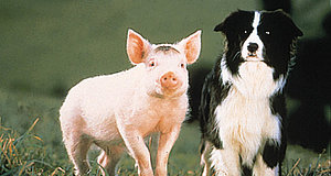 Szenenbild aus dem Film „Ein Schweinchen namens Babe“