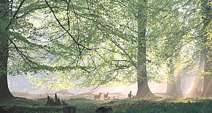 Szenenbild aus dem Film „Das grüne Wunder - Unser Wald“