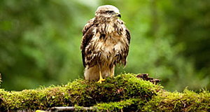 Szenenbild aus dem Film „Das grüne Wunder - Unser Wald“