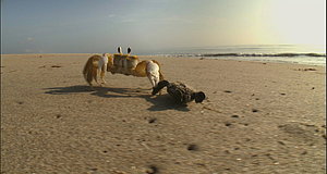 Szenenbild aus dem Film „Tortuga - Die unglaubliche Reise der Meeresschildkröte“