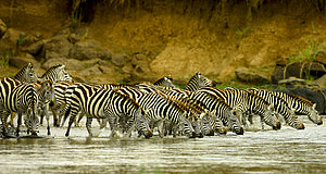 Szenenbild aus dem Film „Serengeti“