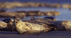 Szenenbild aus dem Film „Die Nordsee - Unser Meer“