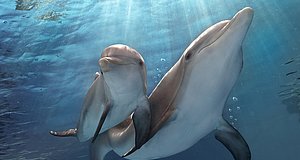 Szenenbild aus dem Film „Mein Freund, der Delfin 2“