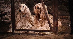 Szenenbild aus dem Film „Lassie - ein neues Abenteuer“