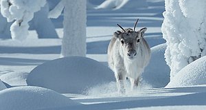 Szenenbild aus dem Film „Ailos Reise - Große Abenteuer beginnen mit kleinen Schritten“