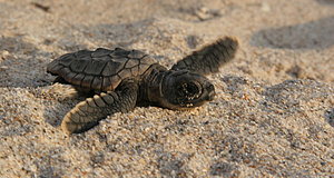 Szenenbild aus dem Film „Tortuga - Die unglaubliche Reise der Meeresschildkröte“