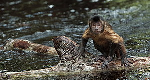 Szenenbild aus dem Film „Amazonia - Abenteuer im Regenwald“