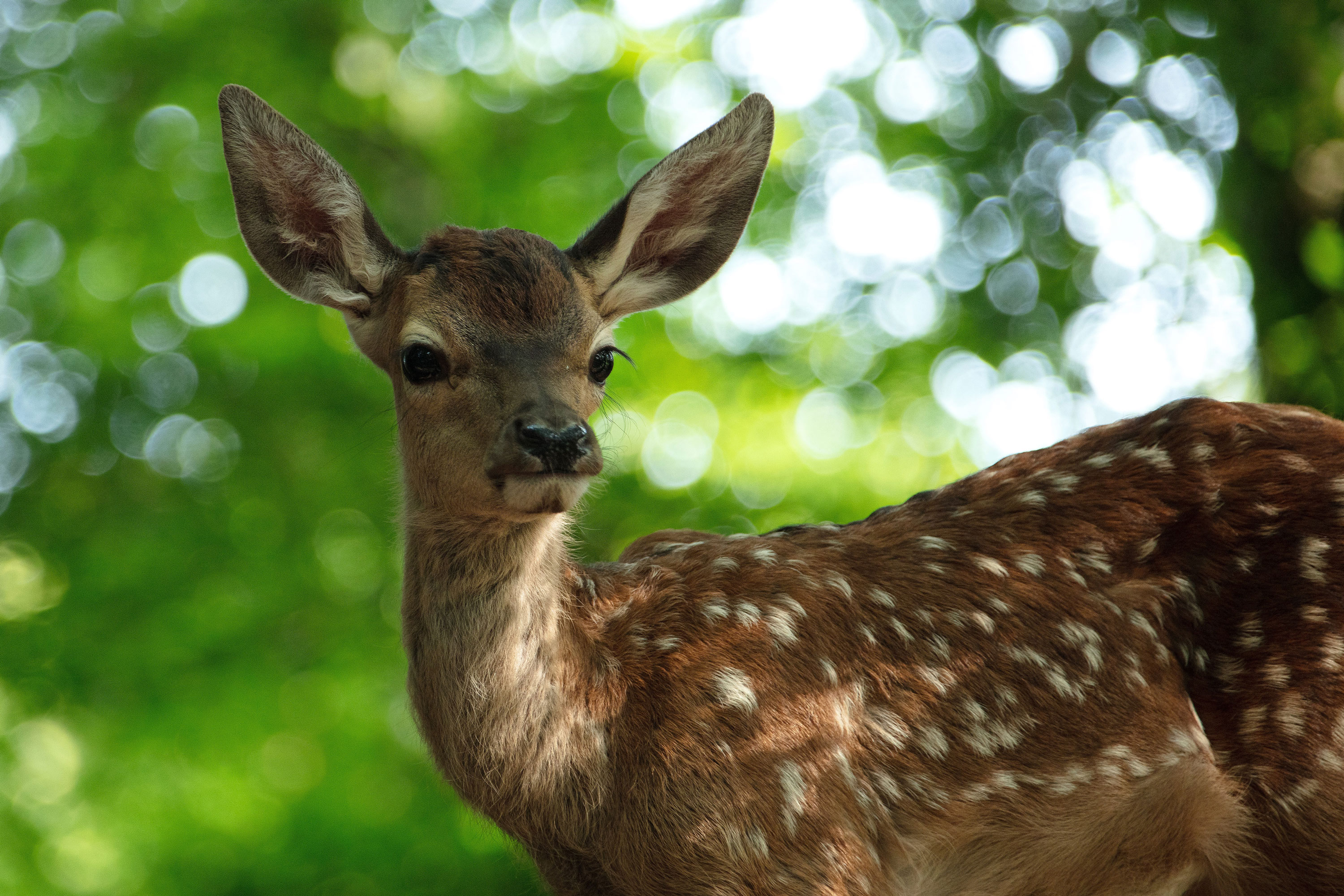 Szenenbild aus dem Film „Bambi - Eine Lebensgeschichte aus dem Walde“