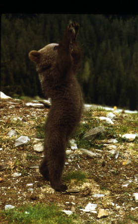 Szenenbild aus dem Film „Der Bär“ Szenenbild aus dem Film „Der Bär“